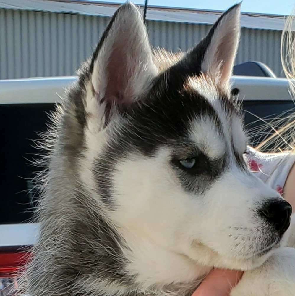 Meet your Posher, Marcia